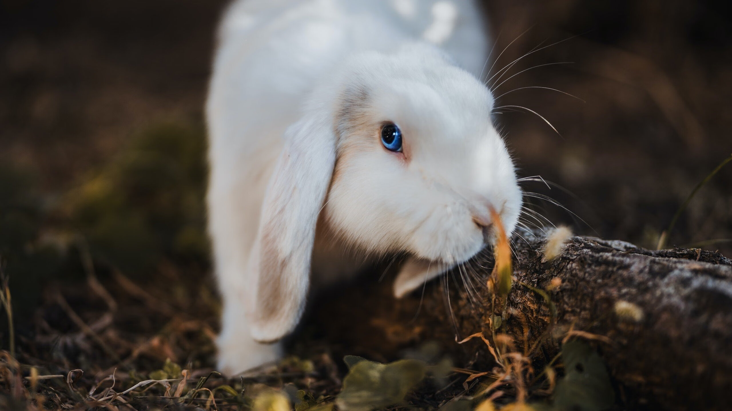 九游网页版官网-_天空极限吊索：飞跃云霄的运动奇迹_，北京极限天空体育文化有限责任公司