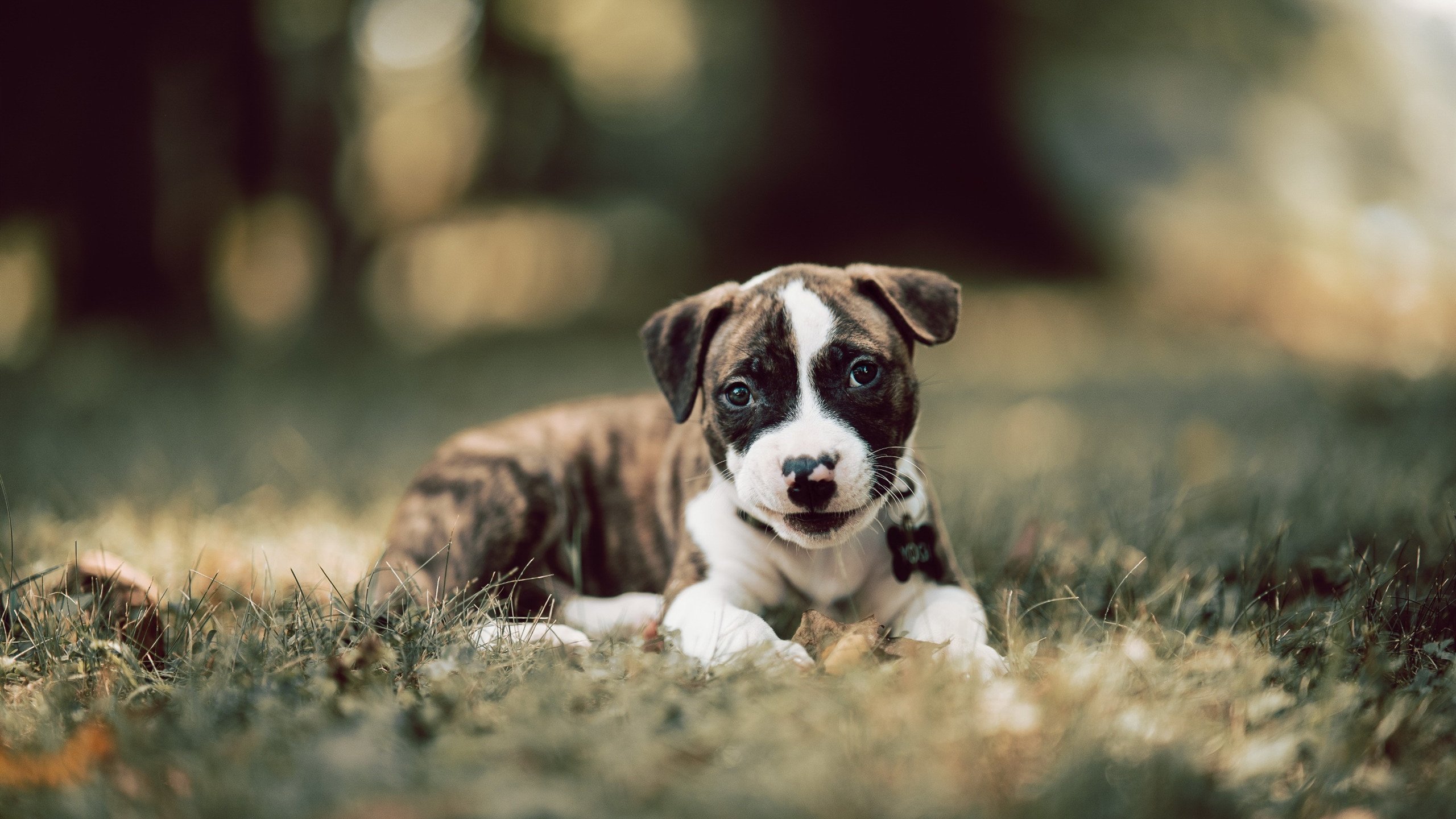 九游网页版官网入口-中国足球青训产教融合项目顺利推进，中国足球青训补偿及培训费