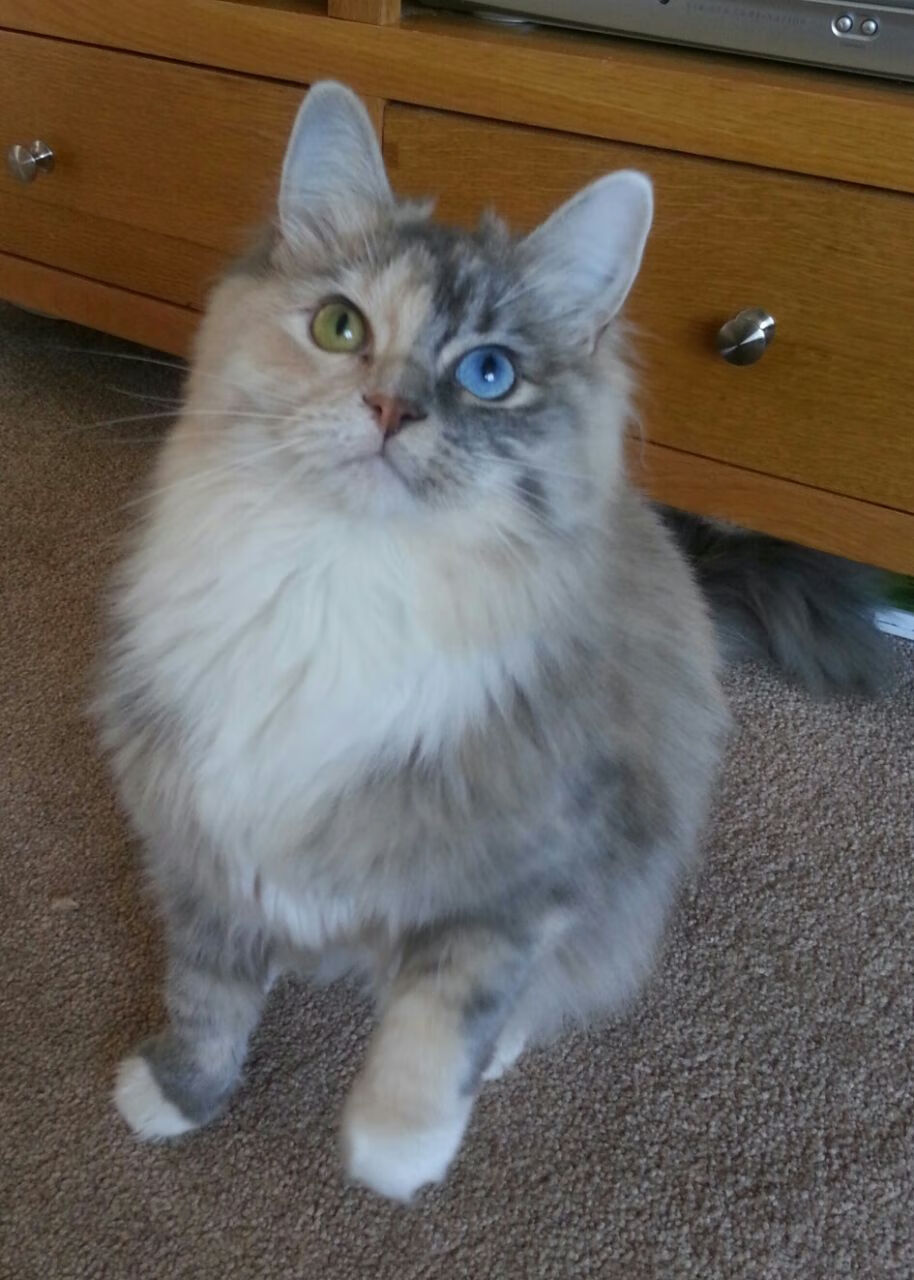 九游(jiuyou)官方网站-墨西哥守门员戴羽绒服扑点球，全场沸腾，墨西哥足球守门员