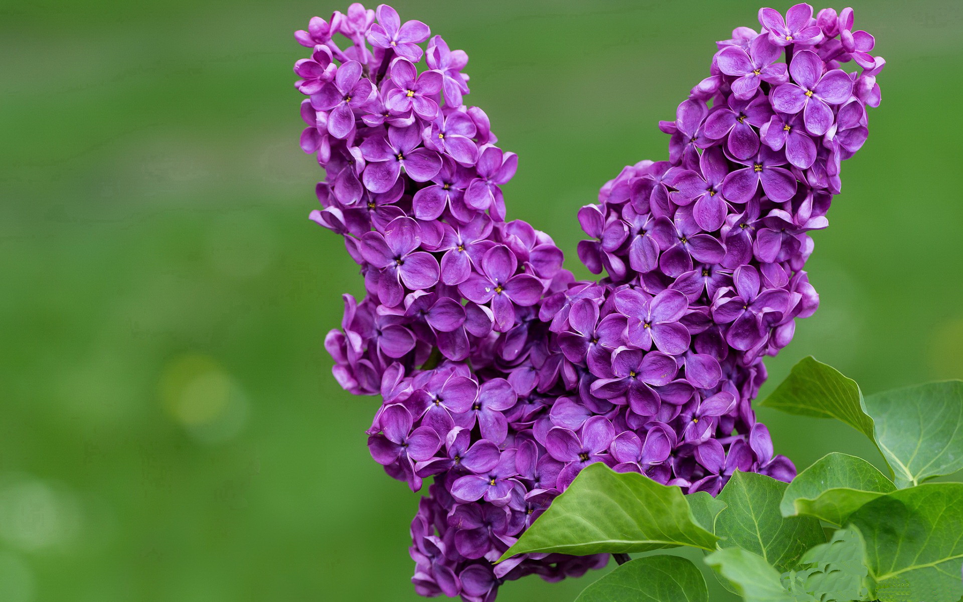 九游网页版官网-意甲最佳阵容出炉，展现本赛季足球精华，意甲最佳11人