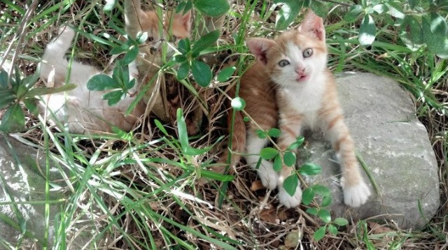 九游娱乐-毕尔巴鄂竞技主场狂欢，获得关键胜利，毕尔巴鄂竞技在哪个城市