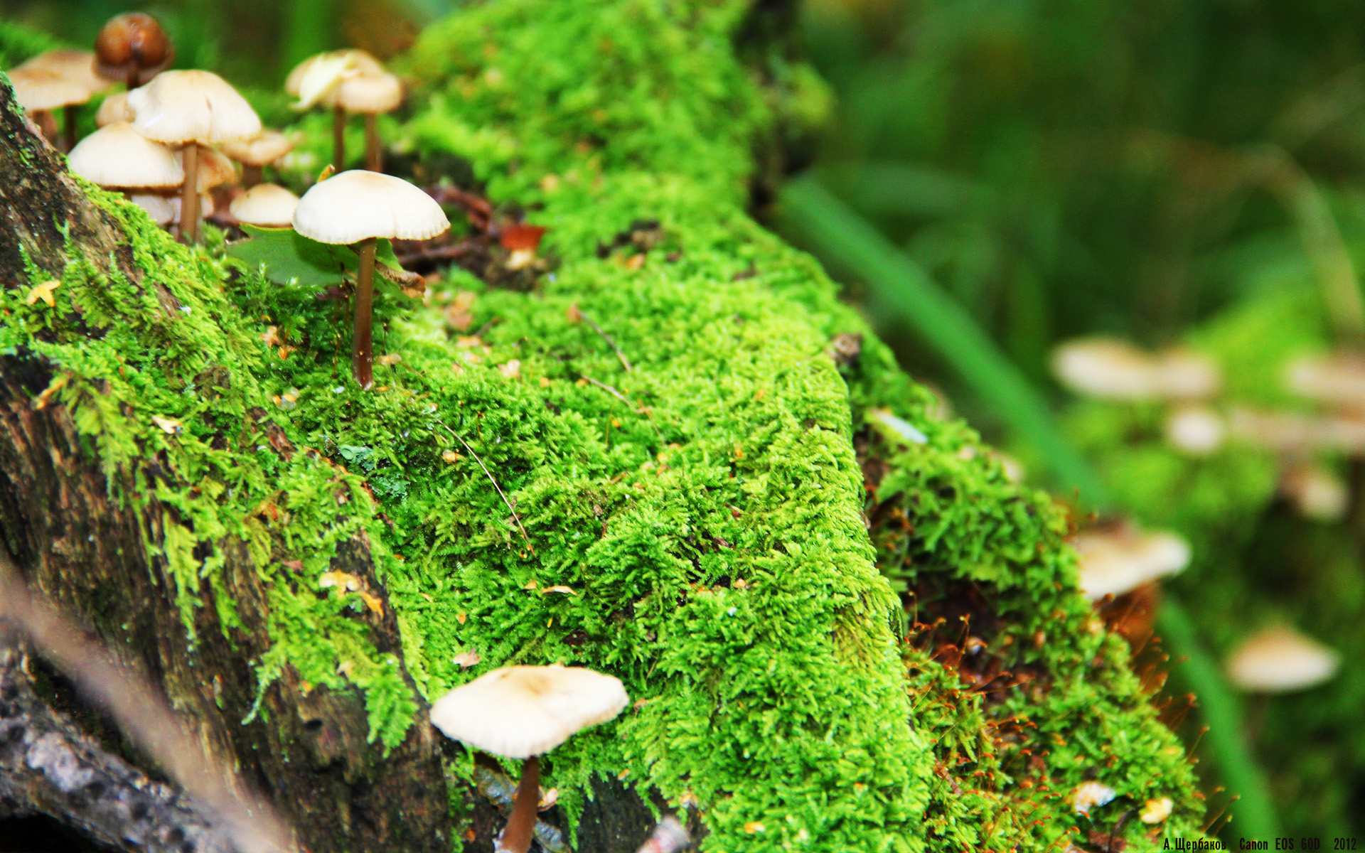 比赛期间,运动员情绪管理成焦点,运动员比赛行为控制和情绪控制的主要特点和要求