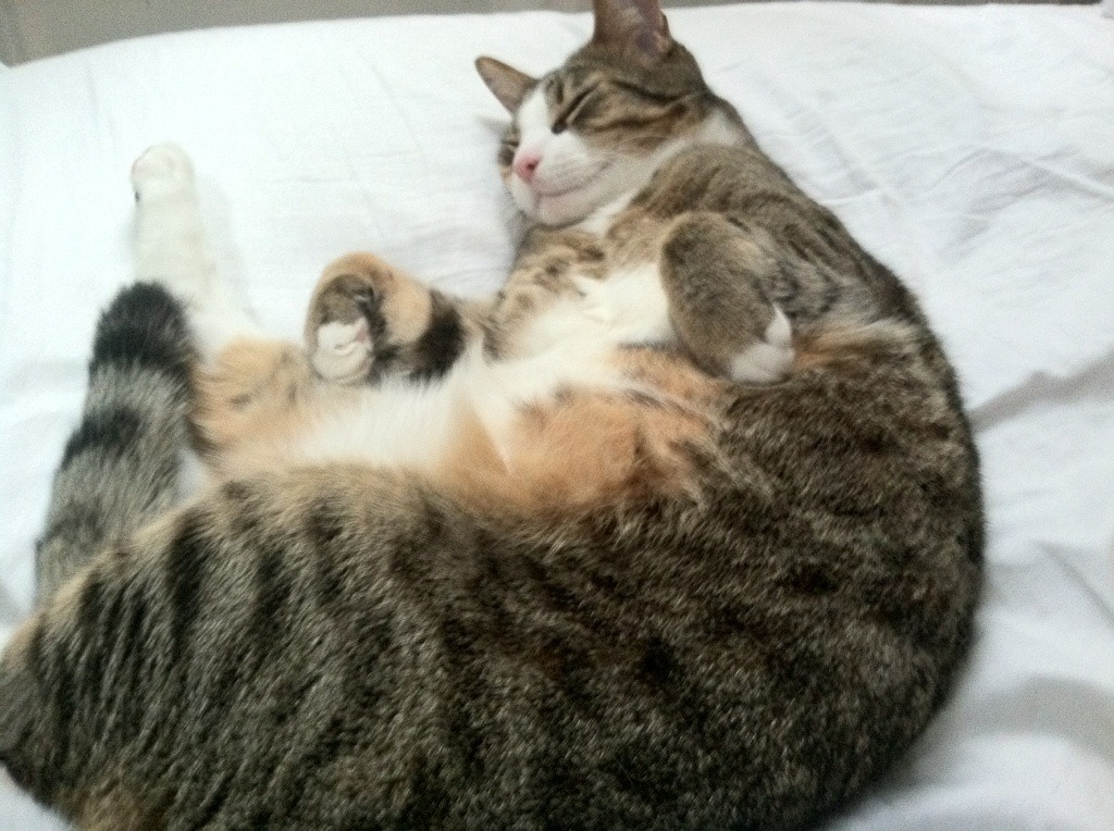 九游APP官网-电竞“黑马”战队逆袭：冠军之路总是充满变数，电竞 马