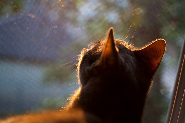 九游娱乐APP-线上线下结合，足球全民推广活动持续展开，线上足球比赛