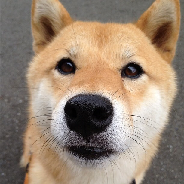 九游电脑版-OG·阿努诺比在NBA常规赛中表现出色，og-阿努诺比