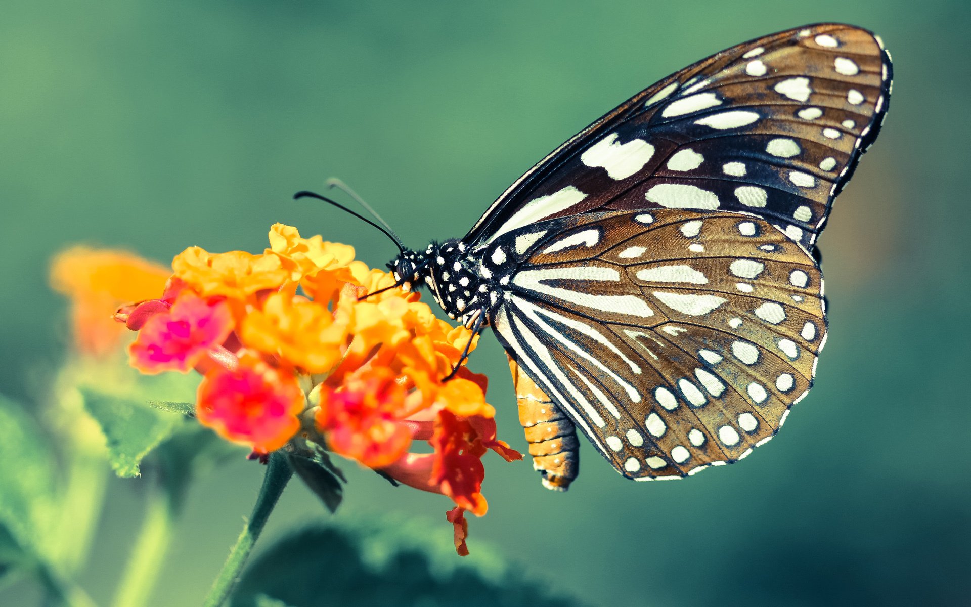 九游下载官网-亚洲顶级球队联赛大幕拉开，激战起航，亚洲足球顶级联赛