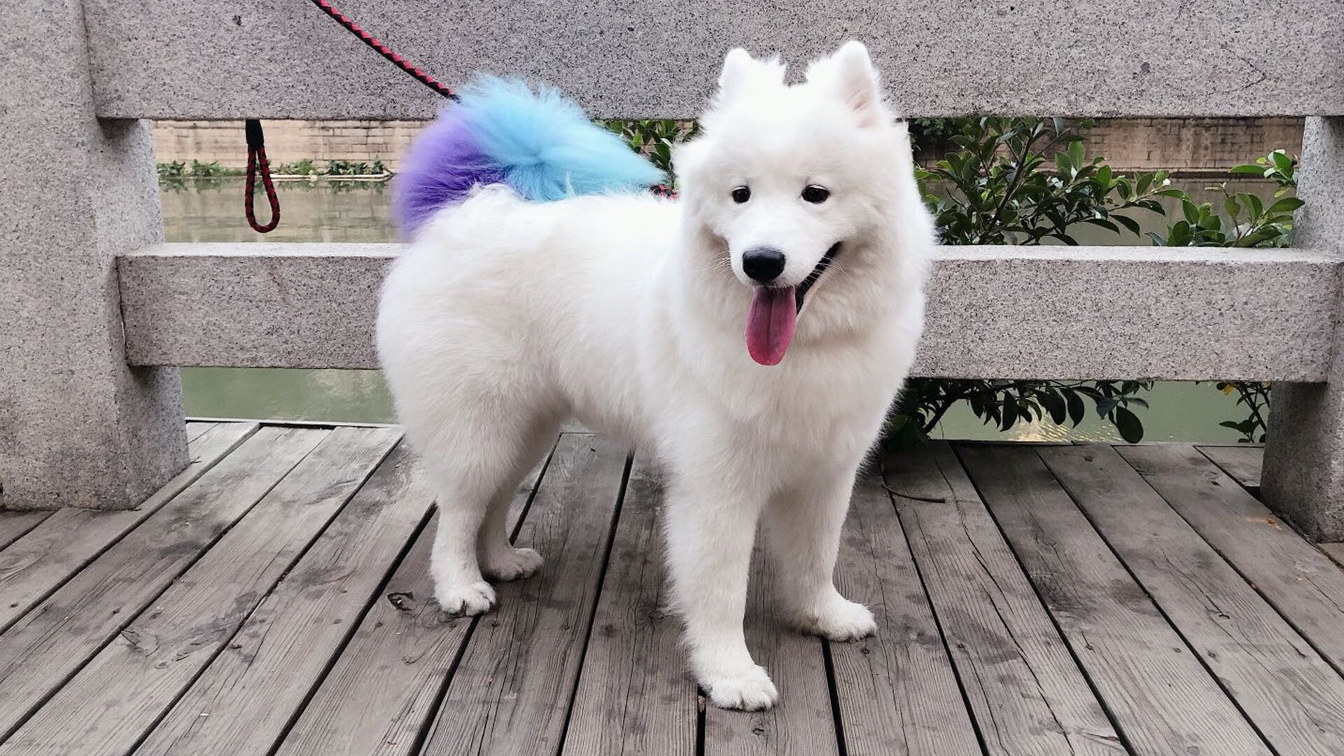 亚冠赛事的实力球队逐渐崭露头角,亚冠足球队