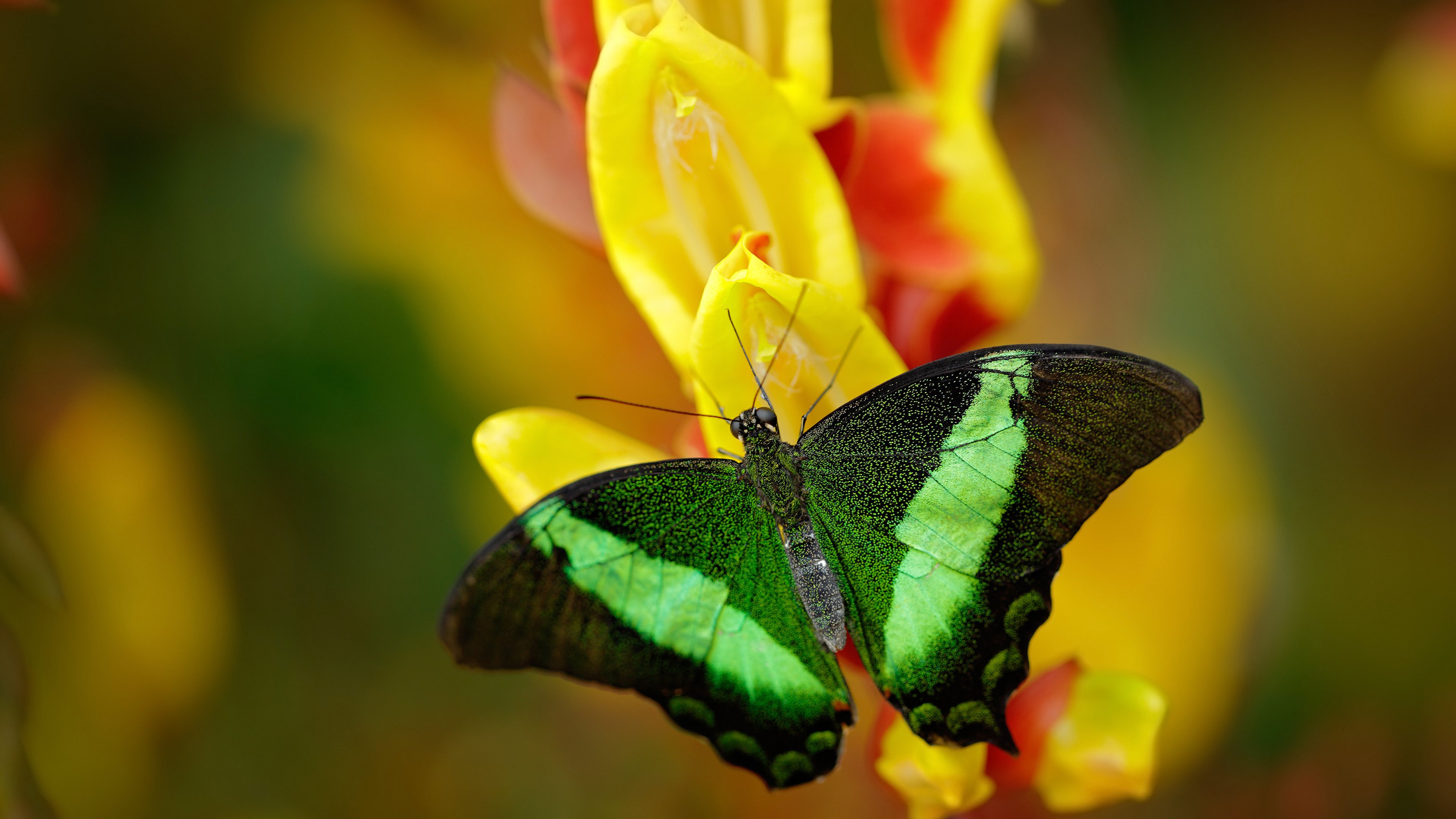 亚冠赛事的实力球队逐渐崭露头角,亚冠足球队