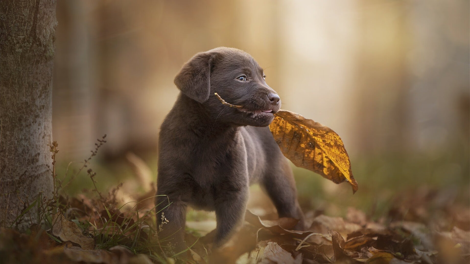 切尔西客场大胜马拉加,士气高涨,切尔西对马竞比赛