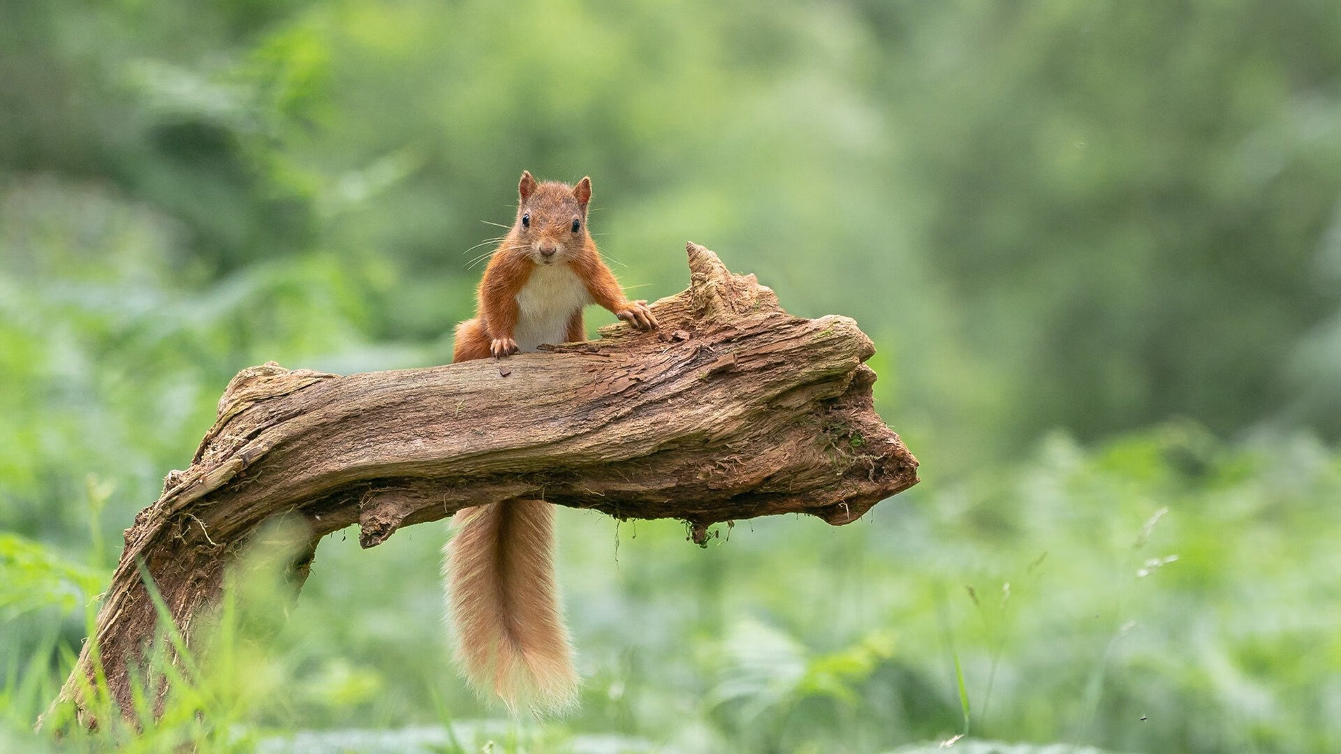 切尔西边路突破犀利,蓝军誓言重返巅峰,切尔西的战术