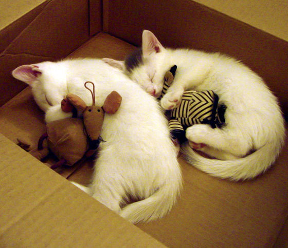 九游娱乐APP-欧洲足坛豪强交手，胜负难料的对决即将开始，欧洲足球十大豪门