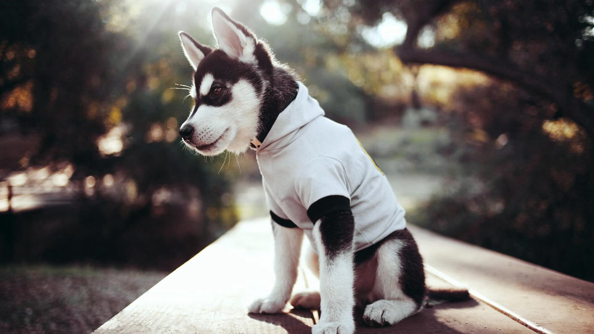 九游app下载中心-比赛现场球迷热情高涨，呐喊声不断，篮球场上气氛激烈,观众的呐喊声