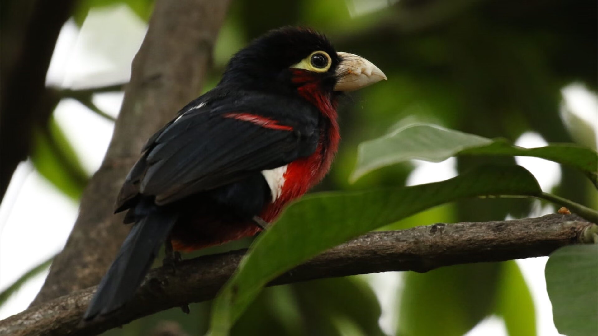 球员伤愈复出,为球队注入新活力,球员受伤谁出钱