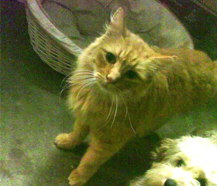 九游官网pc-篮球运动员心理压力释放技巧，篮球运动员心理压力释放技巧是什么