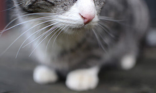 腾讯电竞赛事平台提升赛事公平性，腾讯电竞赛事三方授权公示