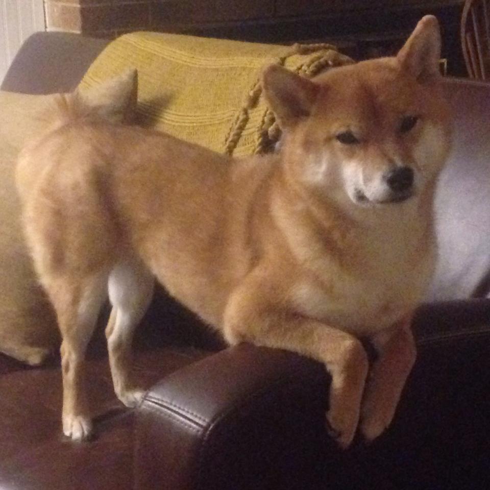 中国篮球职业联赛俱乐部财务管理风险防控研究,篮球俱乐部企业概况