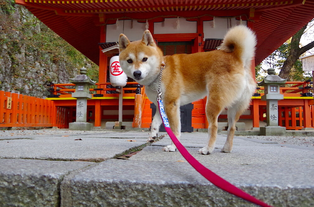 国足球员替补出场直接参与进球比例，国足替补席战术