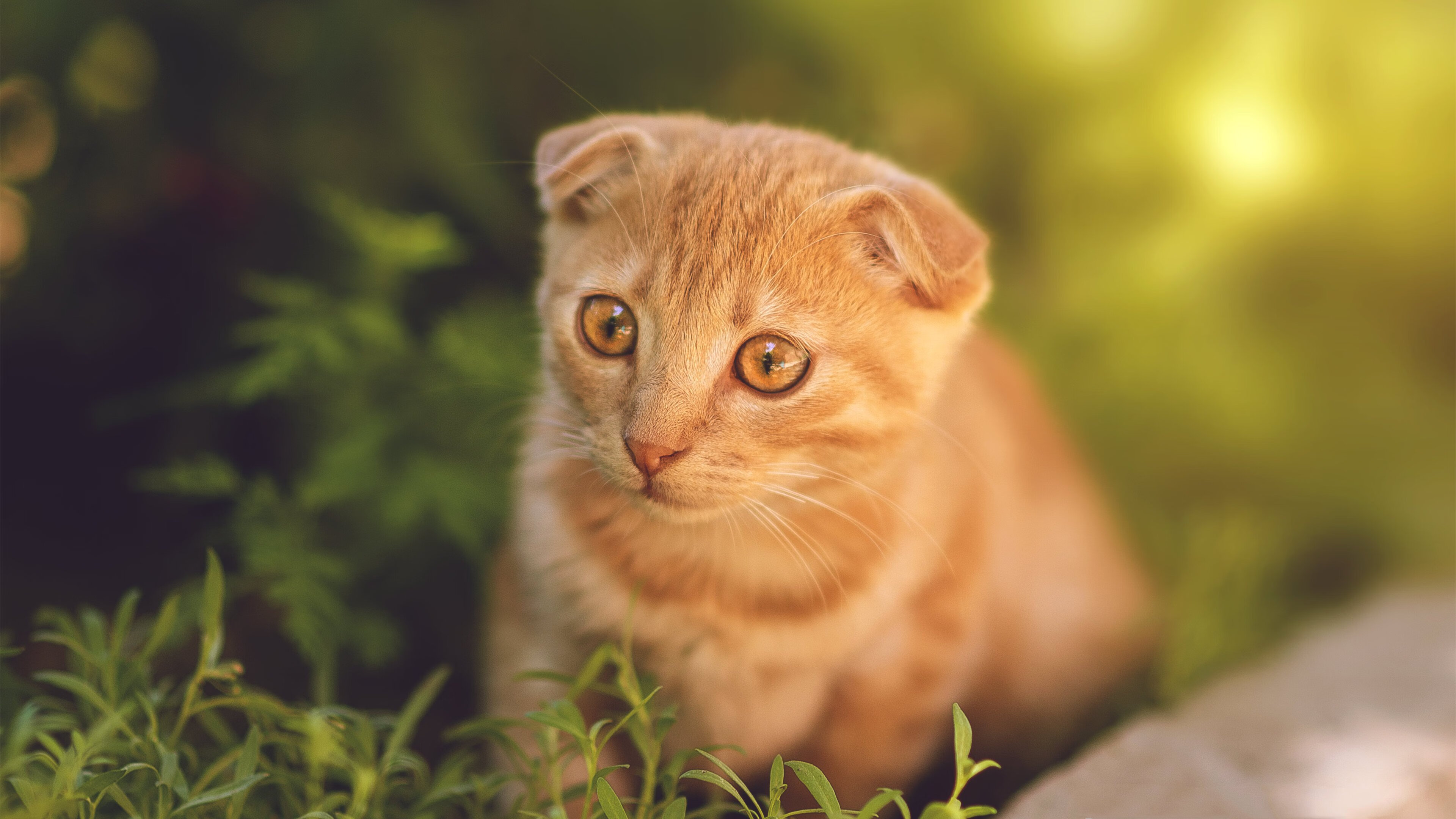 女排世界联赛朱婷荣获MVP，世界女排联赛朱婷缺席