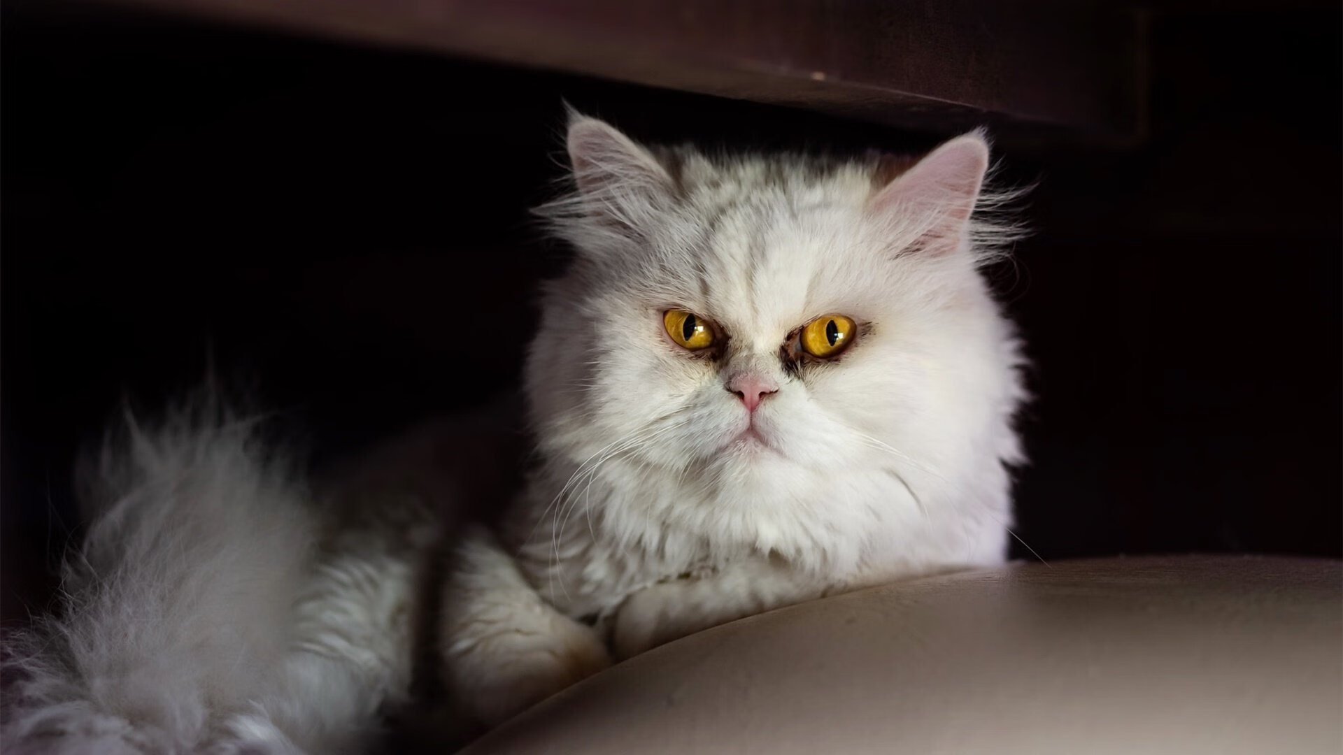 英超球队基于GPS数据优化跑动负荷分配策略,英超 跑动距离