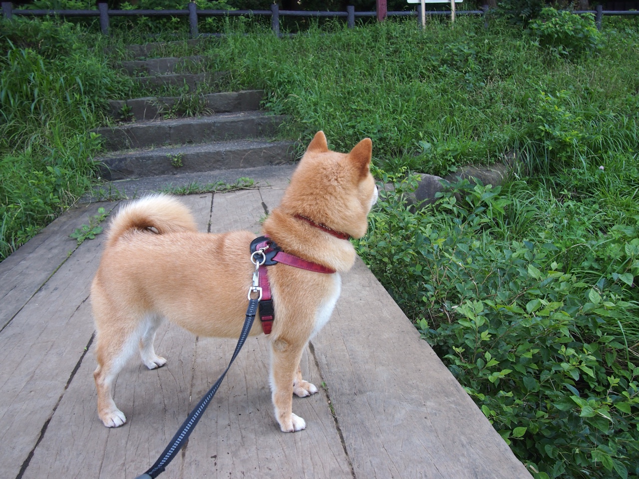 加拿大队赛制剖析:如何根据赛制特点提高球员配合与默契,加拿大足球联赛