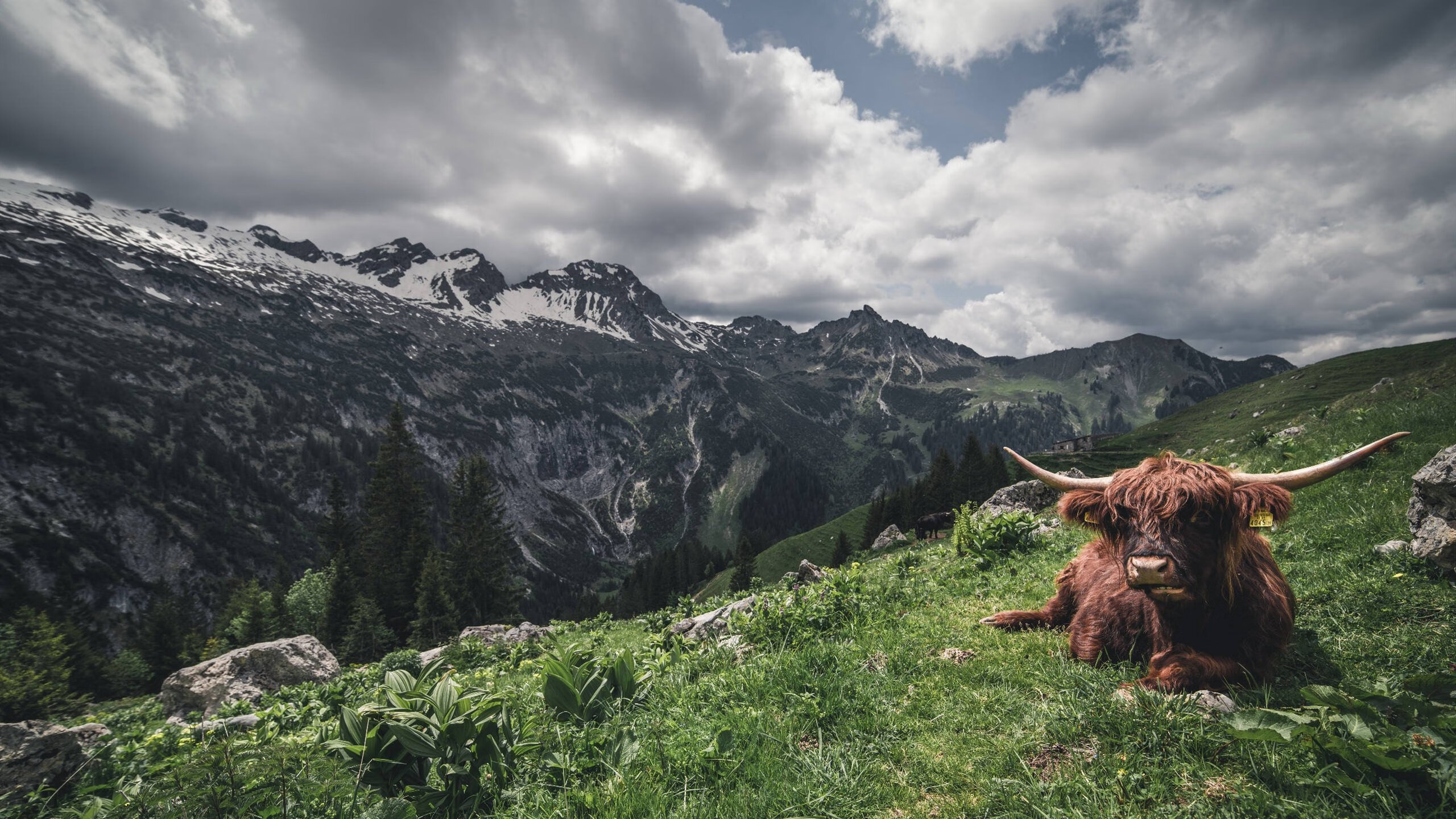 奋力一搏！李冰洁决赛展现顽强意志，李冰洁个人简介