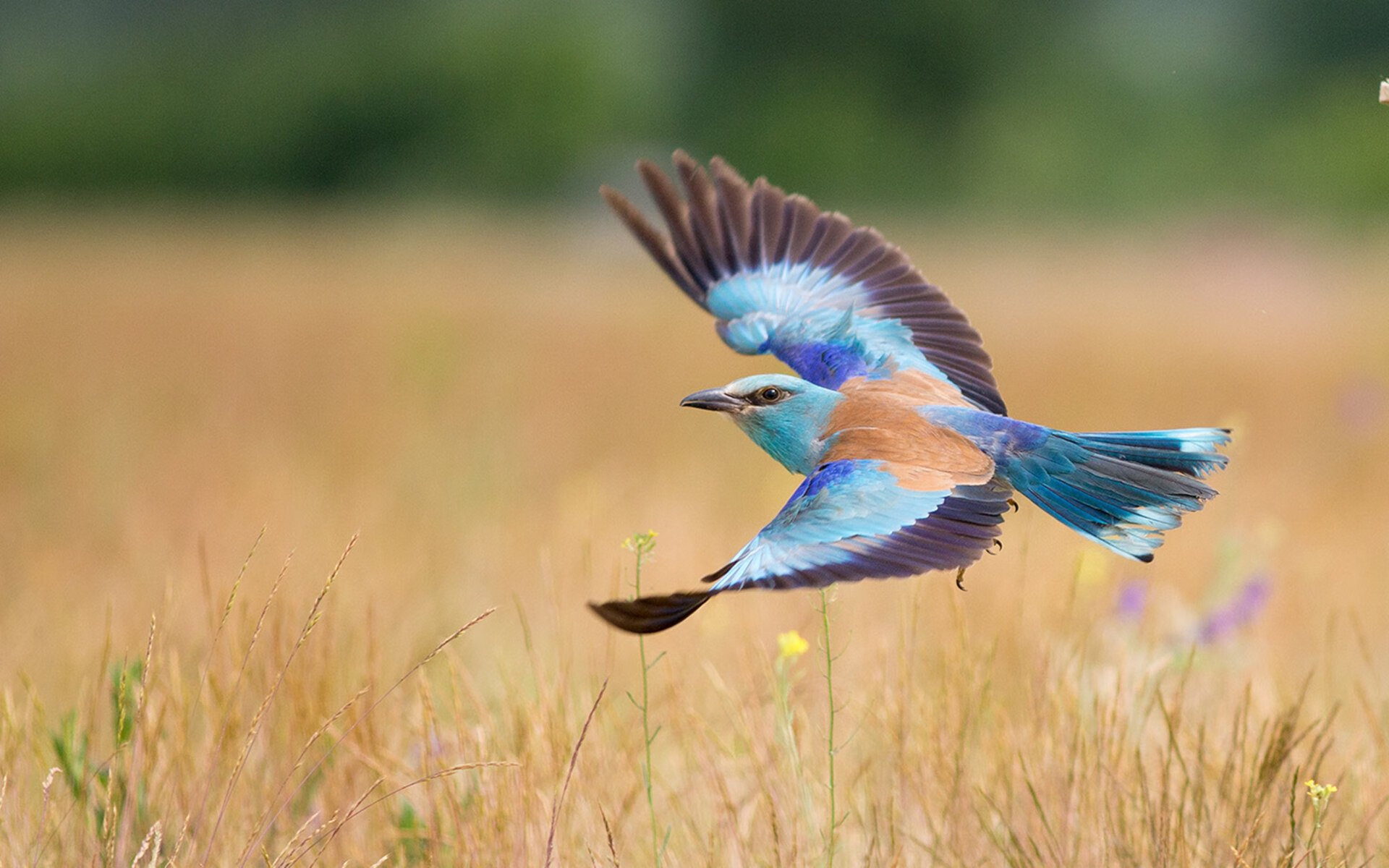 混合泳赛事朝鲜选手均衡发展,混合泳比赛