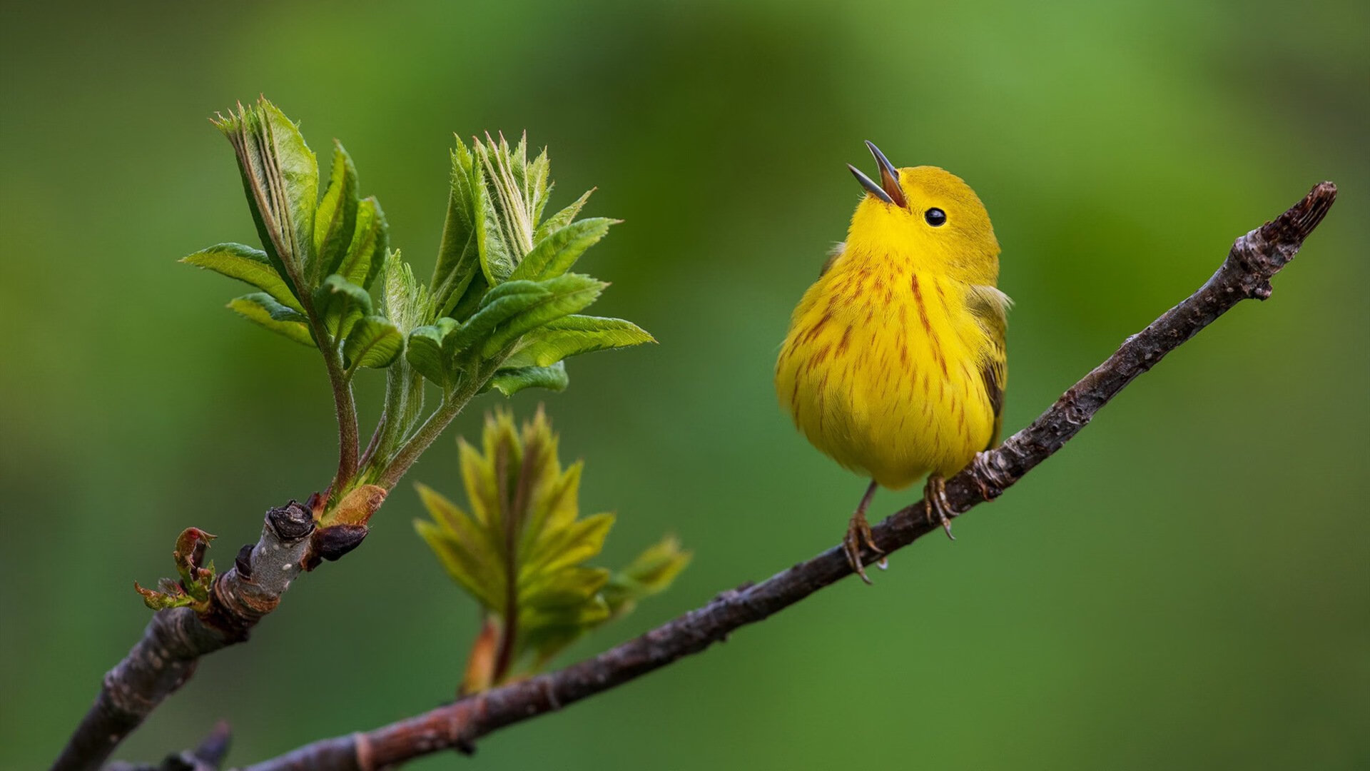 科特迪瓦男篮在非洲锦标赛中持续突破，实力快速提升，科特迪瓦男足
