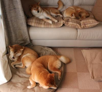 黎巴嫩男篮在西亚锦标赛中奋战不止,期待突破,男篮黎巴嫩冲突视频